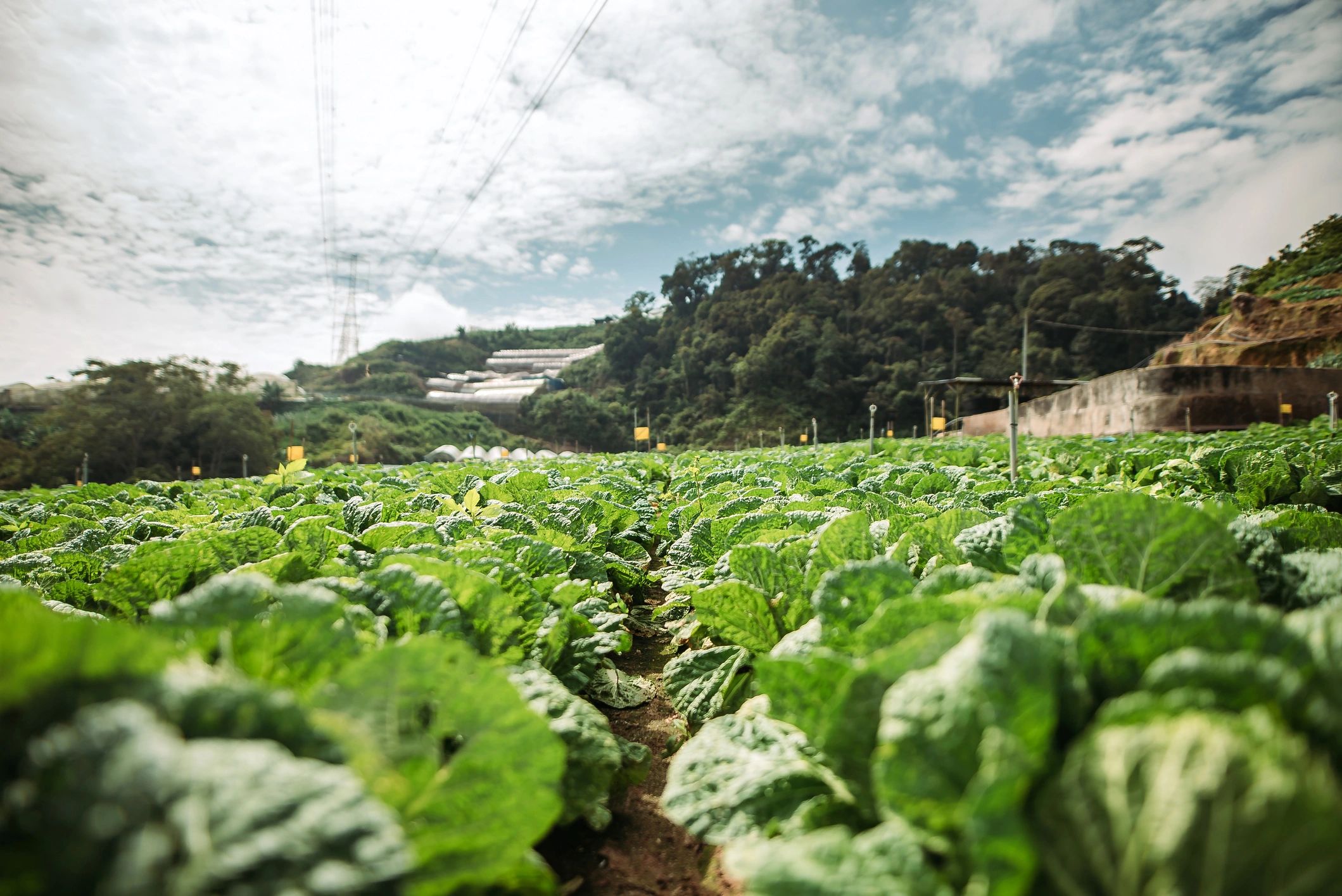 Cabbage fields stretching across rolling hills