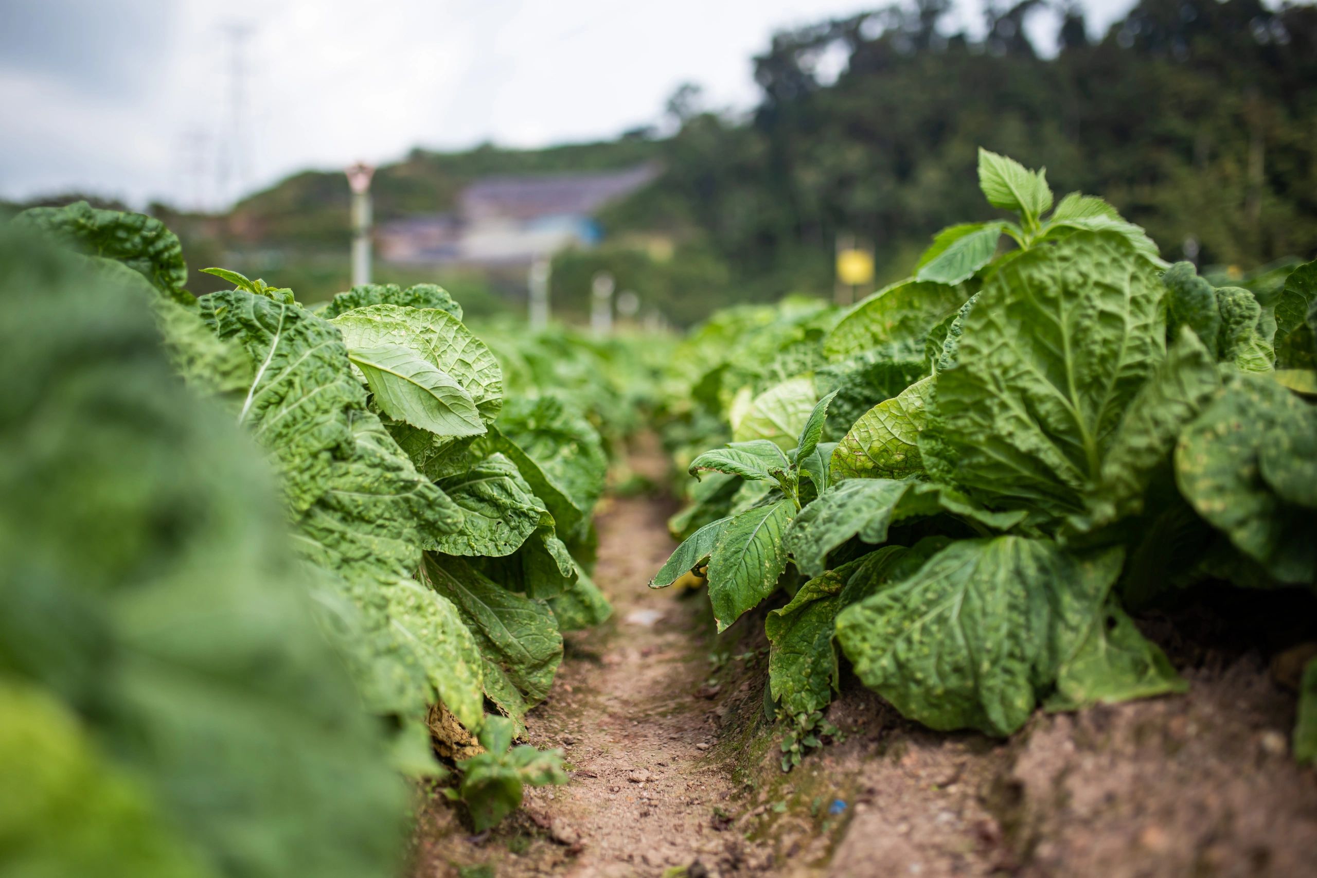 Organic plants growing in a field