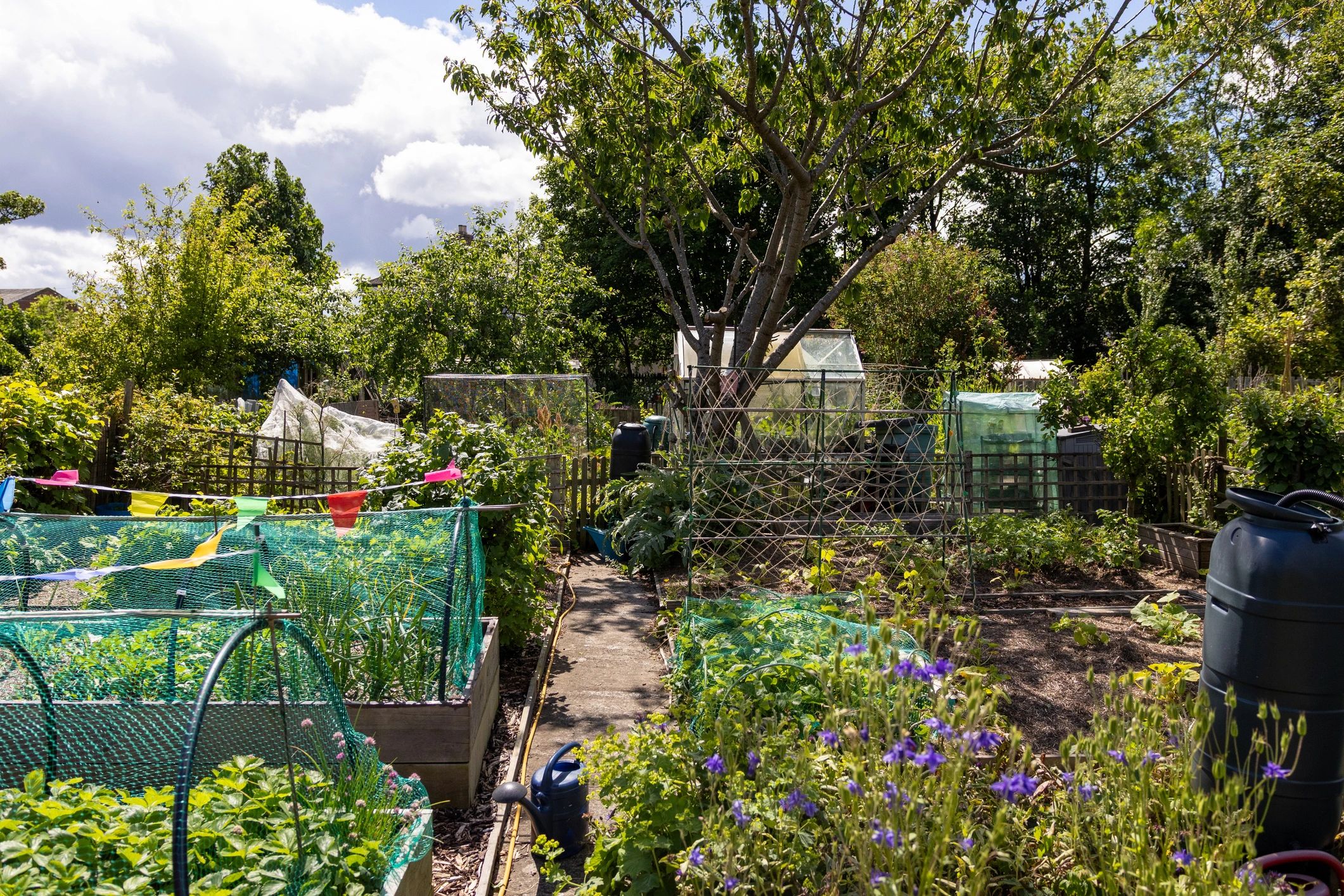 Lush community garden with growing vegetables